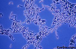bacteriabacillus.jpg (14871 bytes)