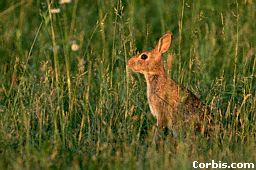 cottontail1.jpg (14851 bytes)