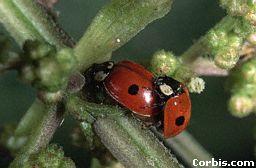 matingladybugs.jpg (10735 bytes)